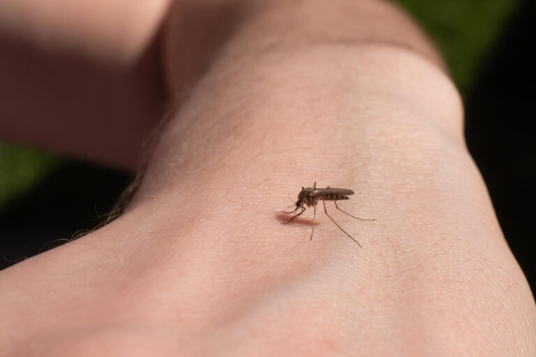 Moustique posé sur une main